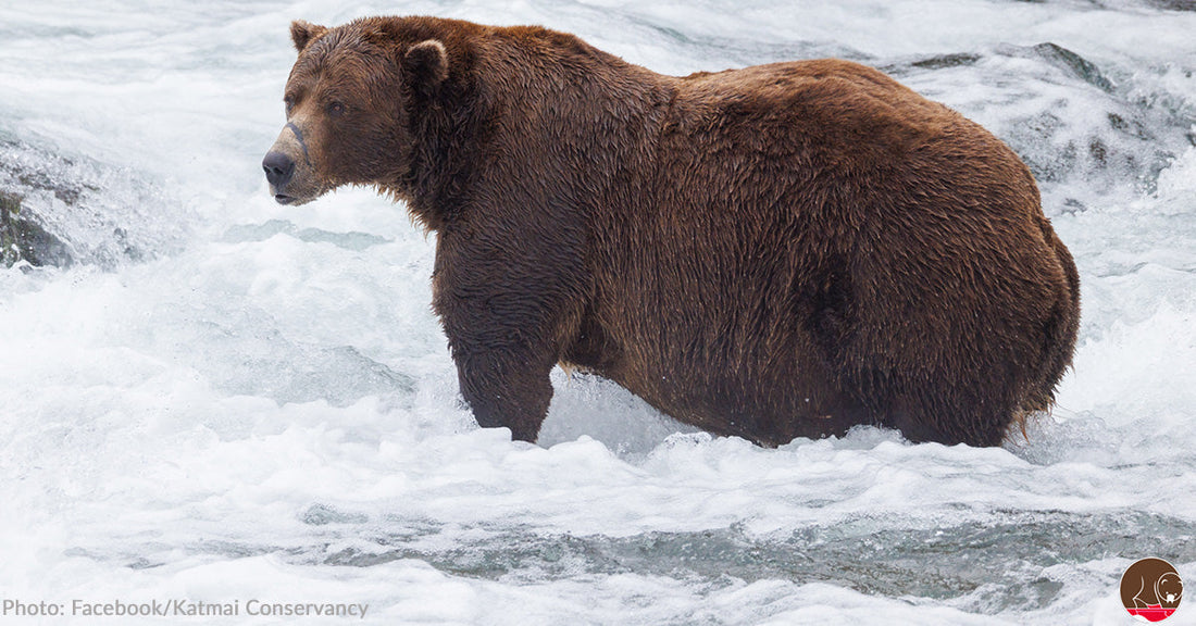 A brown bear stands in rushing water, surrounded by frothy waves.