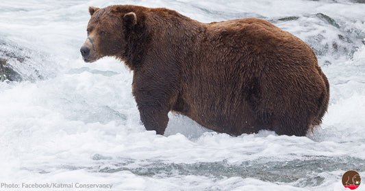 A brown bear stands in rushing water, surrounded by frothy waves.