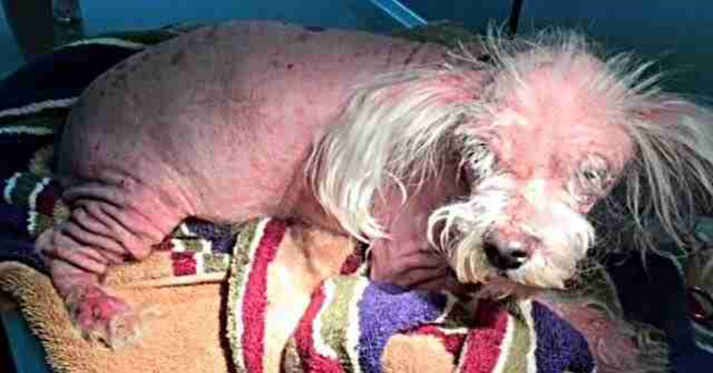 Malnourished Dog Abandoned At Vet Clinic Doesn’t Look Like A Dog At All