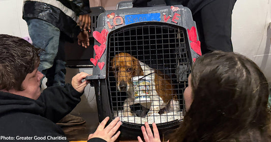 Over 50 Shelter Dogs Land in New Jersey to Find Their Forever Valentine