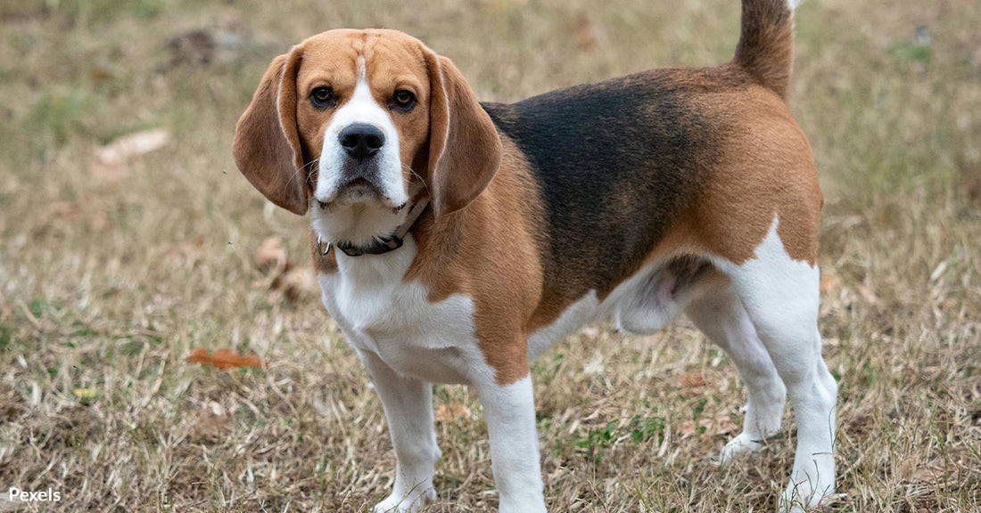 Animal Breeder Faces Record-Breaking $35M Fine After Thousands Of Beagles Rescued From Horror