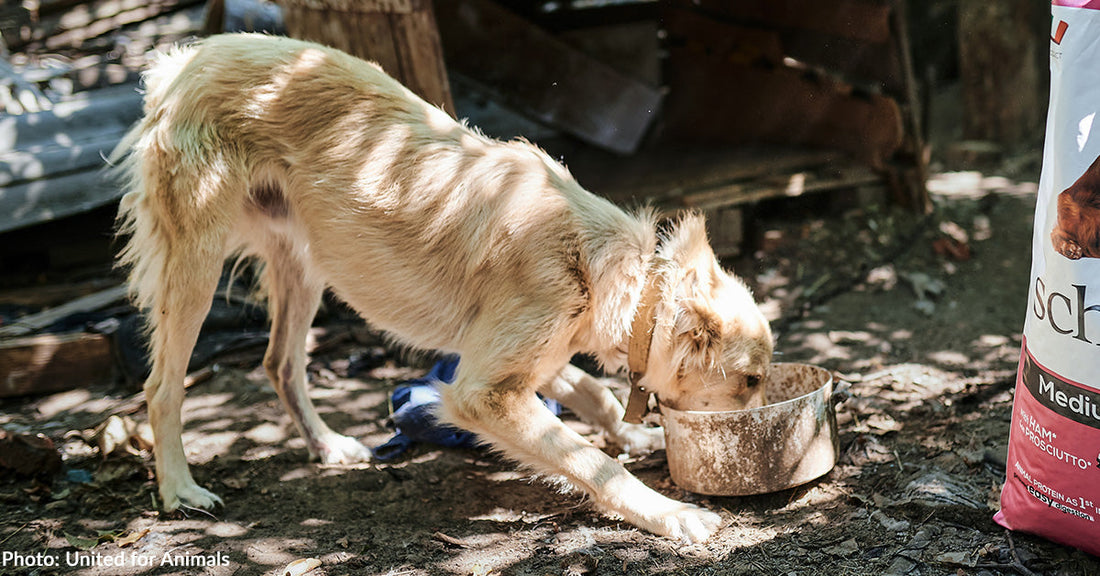 Homeless Dogs at Shelters in Middle of War Zone Have Full Bellies, Thanks to You