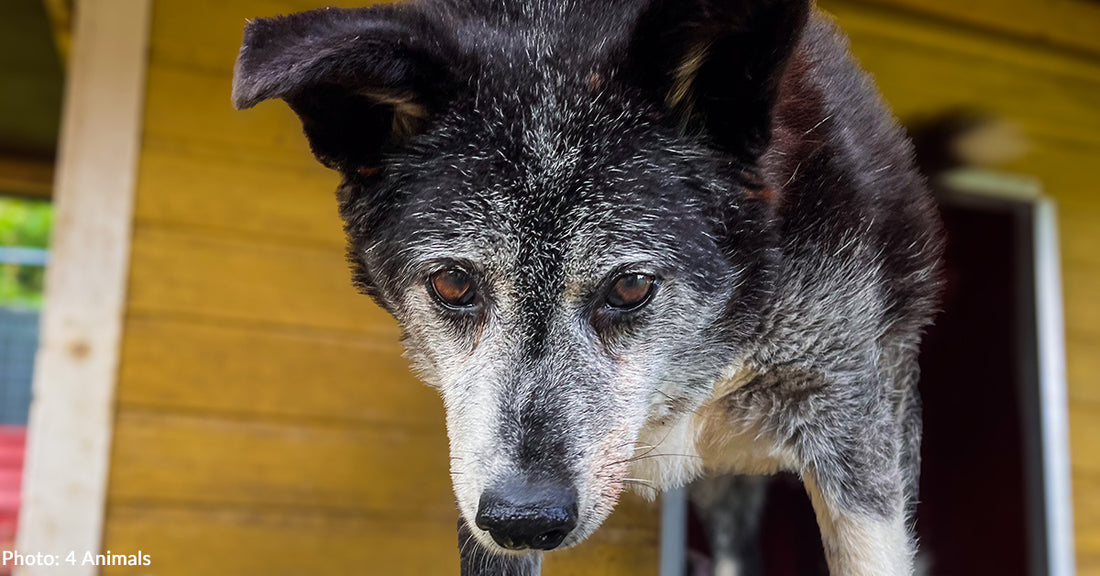 Help Feed 1 Million Shelter Cats & Dogs This Thanksgiving