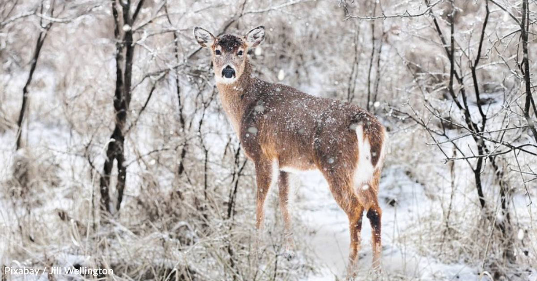 Why Wildlife Officials Say You Shouldn't Feed Wild Animals During the Winter