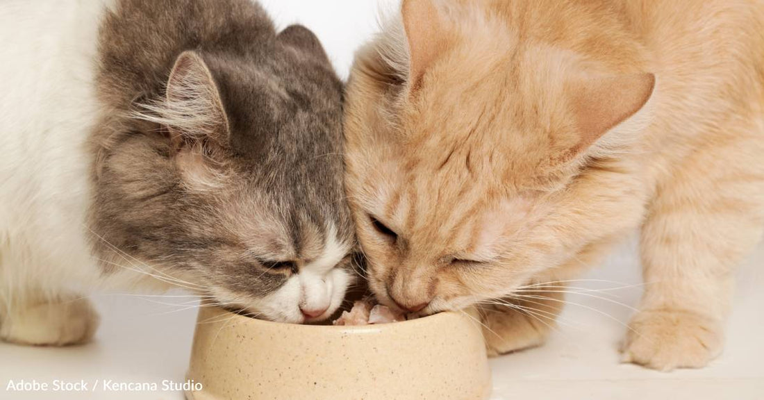 How to Feed Your Cat: Free Feeding vs Scheduled Feeding