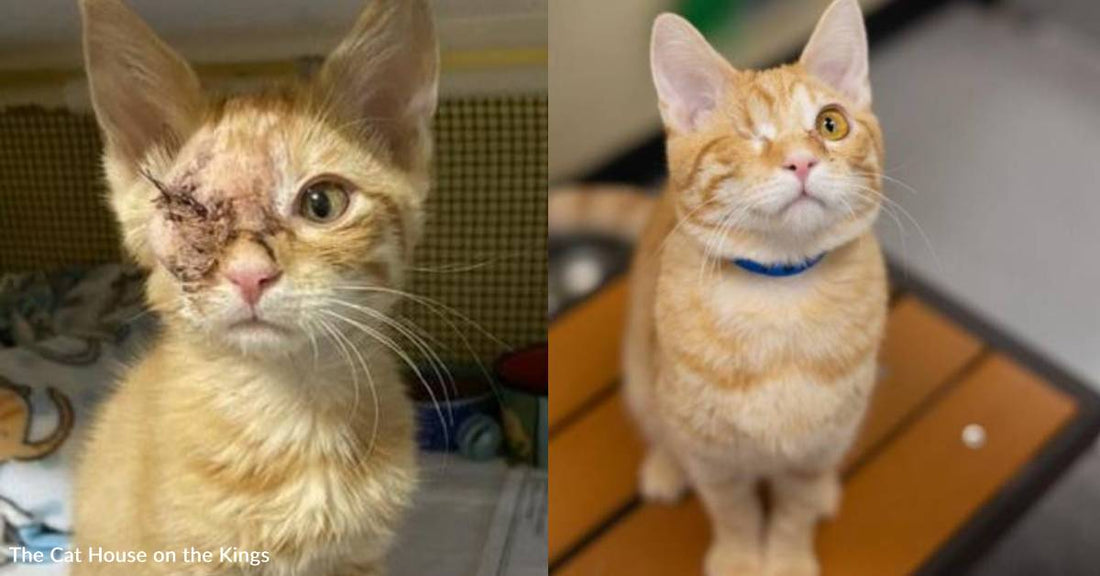 One-Eyed 'Super Sweet, Spunky' Cat Has Been Waiting Nearly a Year for His Forever Home