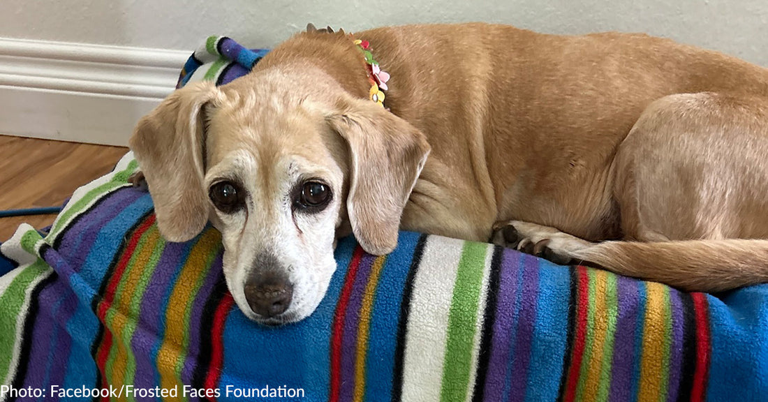 Abandoned Senior Beagle With The Saddest Eyes Spends Final Months In Loving Home