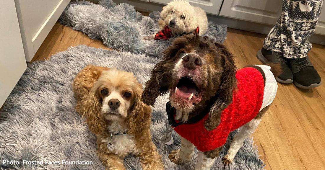 Senior Shelter Dogs Spent Christmas Devouring Tasty Treats And Snuggling While Watching Christmas Movies