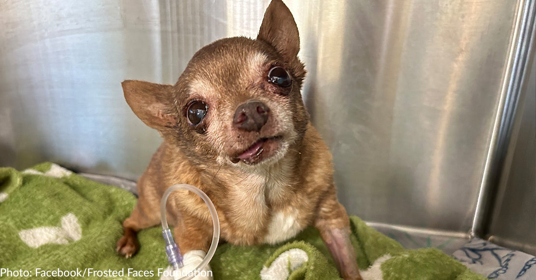 Sick Senior Shelter Dog Finally Experiences Unconditional Love Before Crossing The Rainbow Bridge