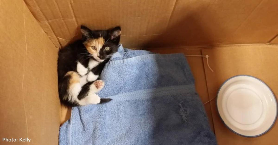 Woman Gets New Apartment Just So She Can Keep Rescued Kitten