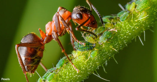 Red Fire Ant Invasion: Europe Faces a Tenacious New Invader, 'Spreading Like Wildfire'