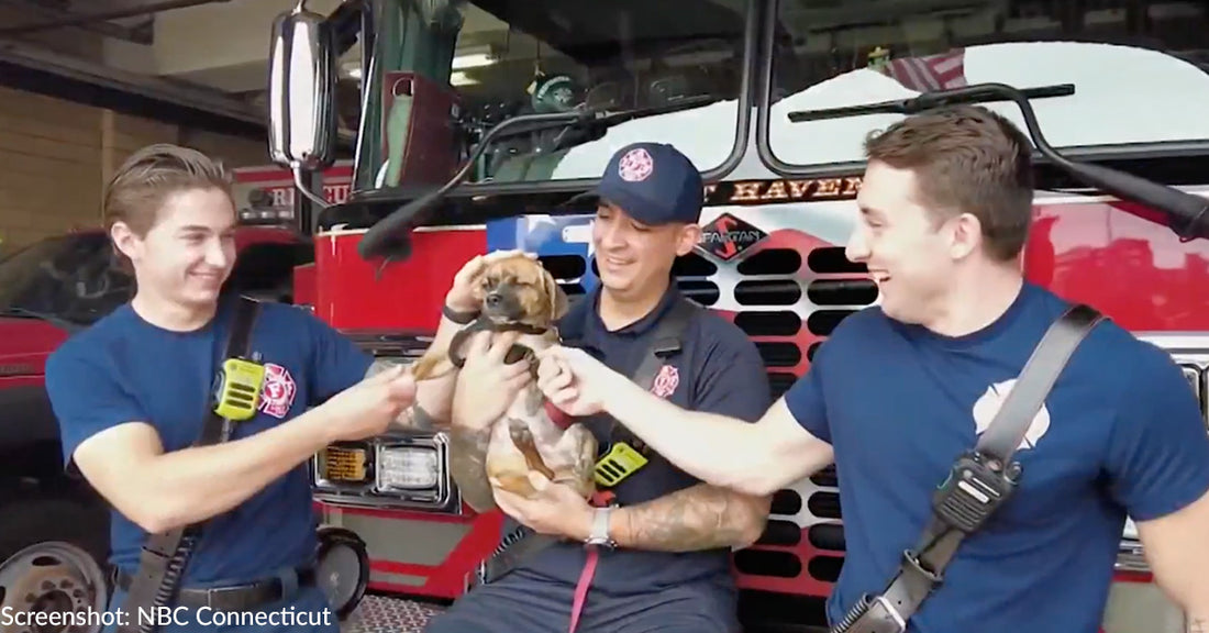 Puppy Locked In Hot Car Adopted By Connecticut Fire Department Who Rescued Him