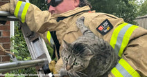firefighter carrying tabby cat down ladder 