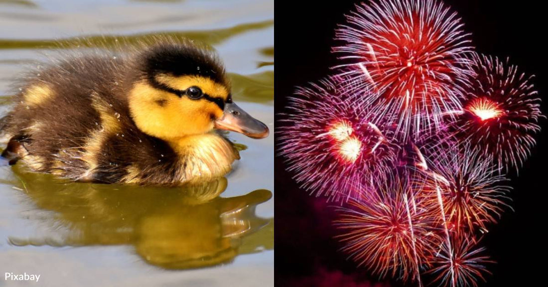 Fireworks Cause Bird Disturbances, Even From Miles Away