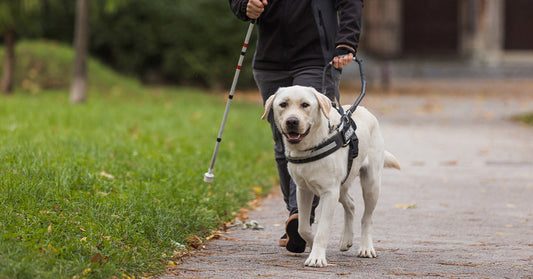 White guide dog leading a blind person along a path.