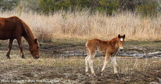 First Wild Foal Of 2023 Spotted On NC Outer Banks