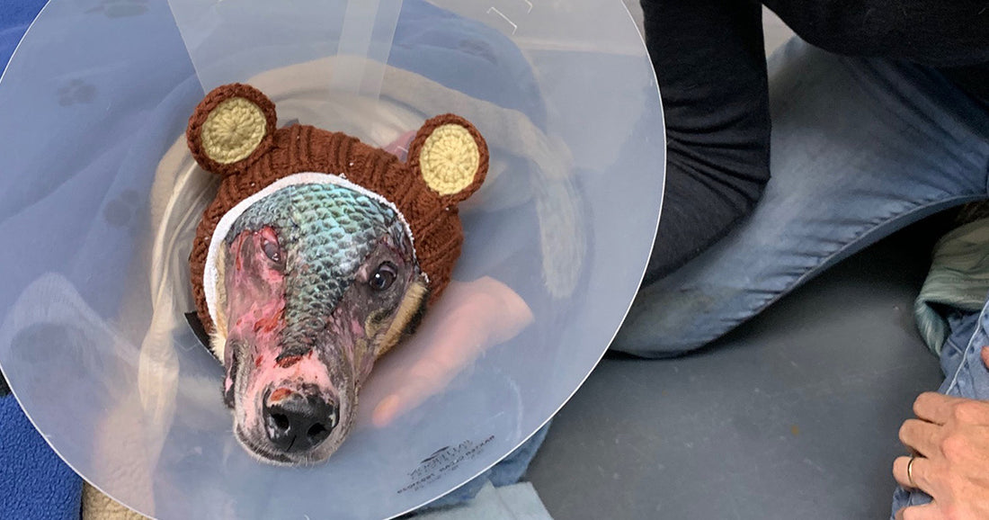 Veterinarian Uses Fish Skin To Help Treat Severely Burned Dog