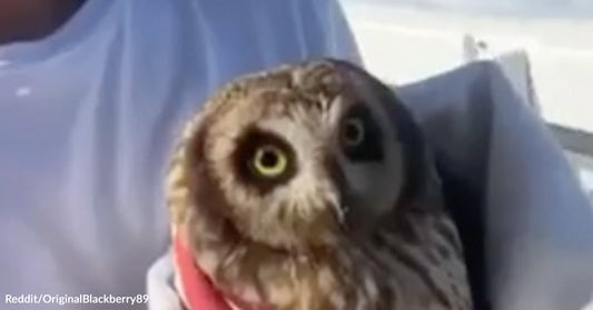 A close-up of an owl being gently held during a rescue, with its wide eyes looking toward the camera.