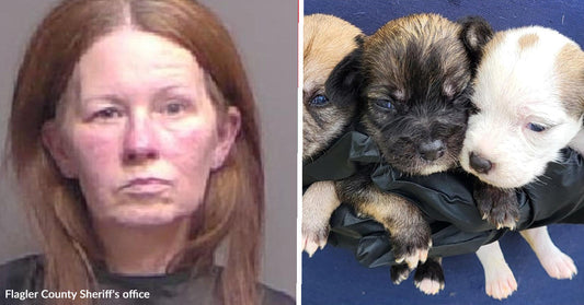 Woman Arrested On Felony Animal Cruelty Charges After 74 Dogs Rescued From Severe Neglect