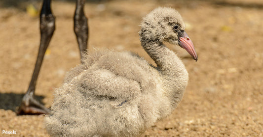 Alaska Airlines Attendant's Quick Thinking Saves Rare Flamingo Eggs Midair