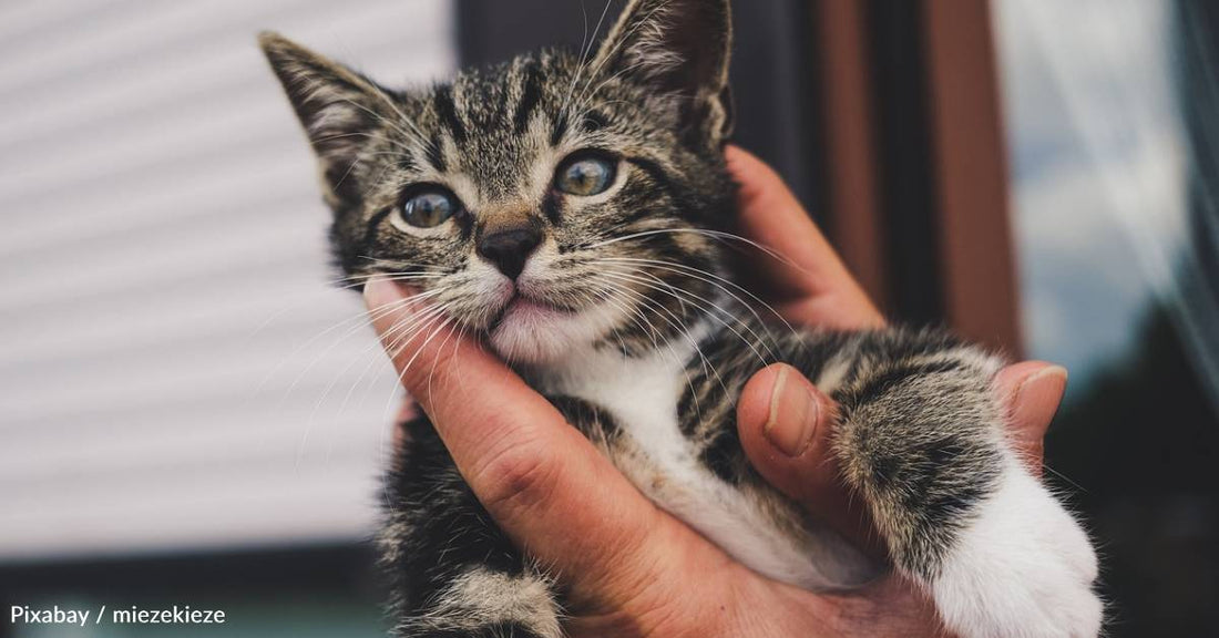 Stray Kitten Chomps Down on Stranger's French Fries, Ends Up with a New Home