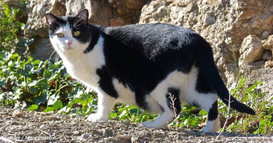 Driver Runs Out Onto Street to Save Injured Cat in Middle of the Road