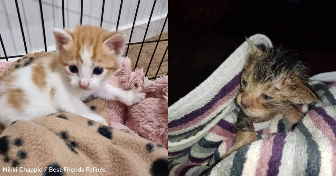 As Strong Floods Hit Australia, Rescued Kittens Fill Shelter