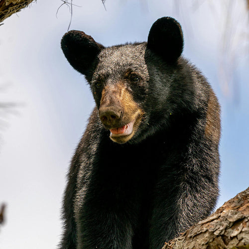 Stop Florida From Slaughtering Nursing Bear Mothers