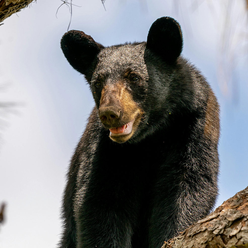 Florida Officials Push Deadly Black Bear Hunt That Could Leave Many Cubs Orphaned