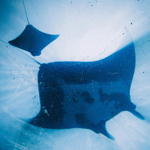 Stop SeaWorld’s Exploitation of Protected Wildlife