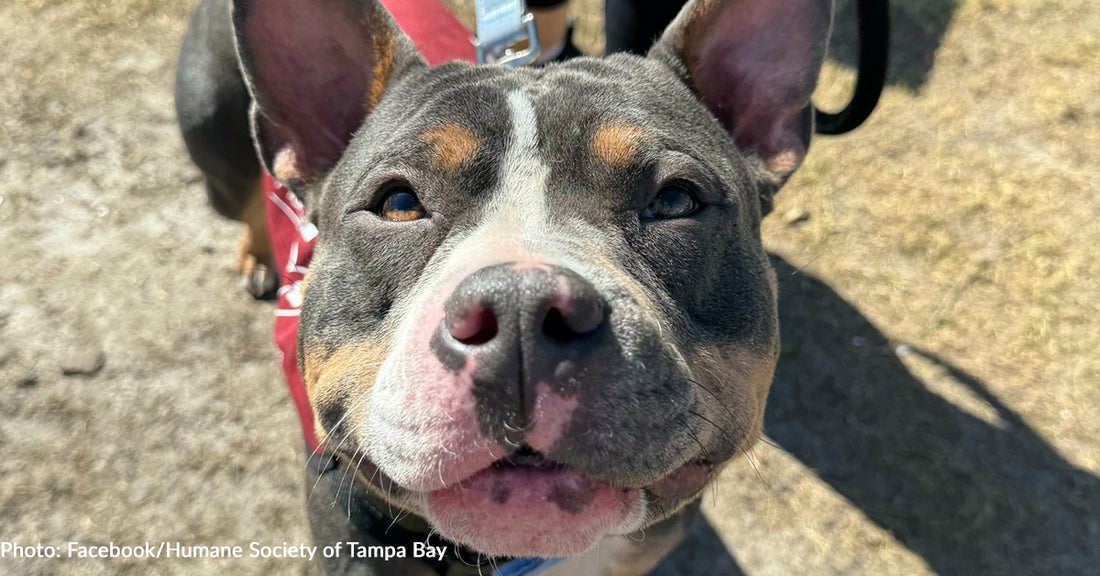 Only Shelter Dog Not Adopted At Florida Event Finally Finds Her Person