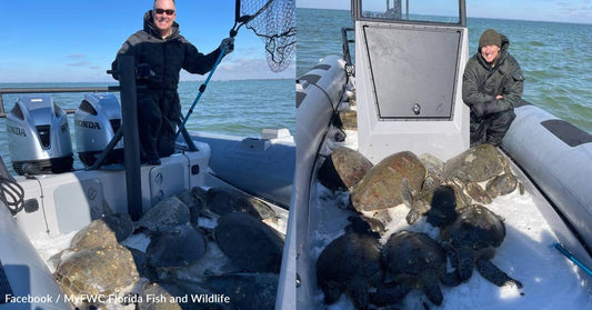 Florida Wildlife Officers Save 30 Cold-Stunned Sea Turtles During Frigid Weather