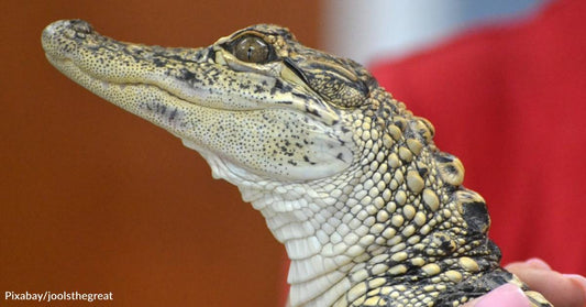 Landscaper Astonished to Find Malnourished Alligator Near Pennsylvania Creek