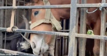 His Life Was Almost Over Before It Began - Until Krystina Saved Him