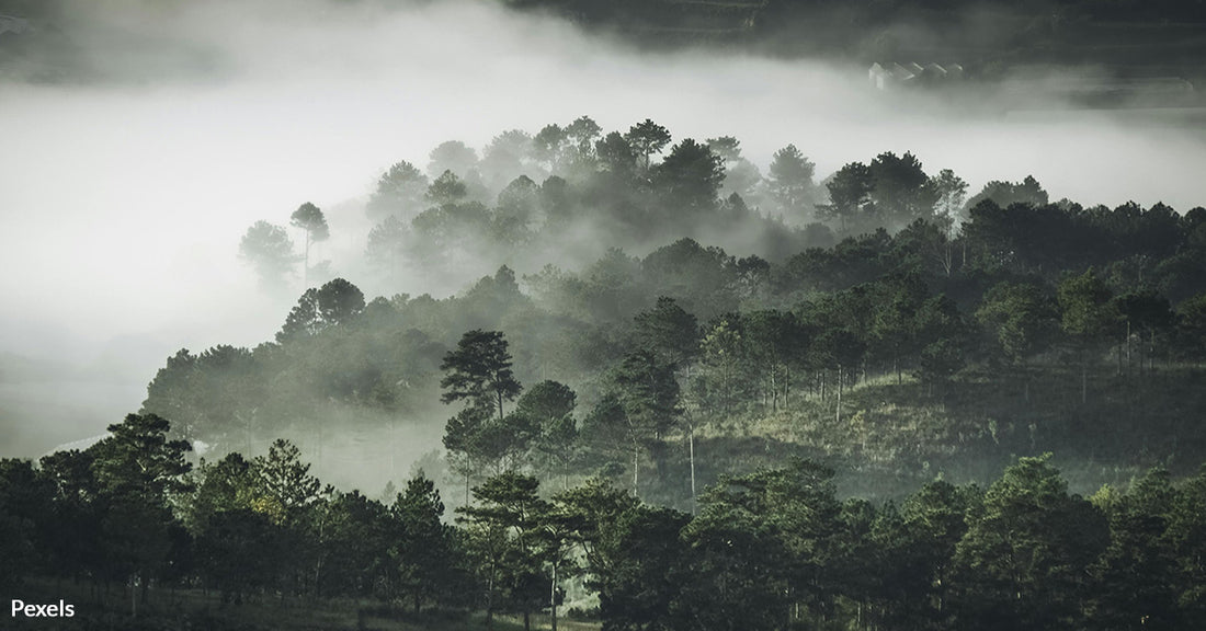 Carbon Offsets Are Failing Indigenous Communities and Forests Are Suffering