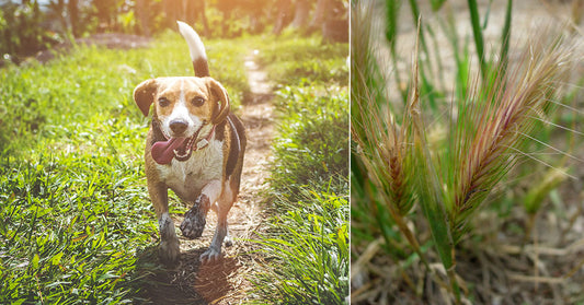 Everything You Need To Know About Protecting Your Pet From Foxtail Grass