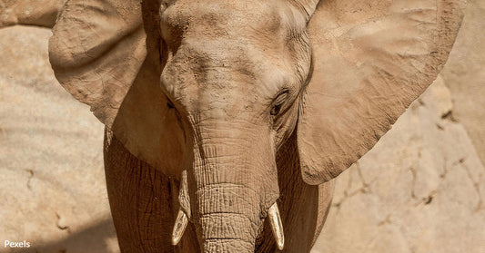 Asha the Elephant Trapped in Solitude at Virginia Zoo Faces a Bleak Future