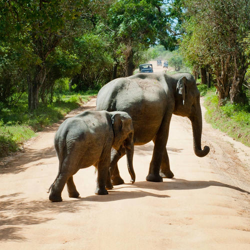 End the Suffering of Captive Elephants Before More Lives Are Lost