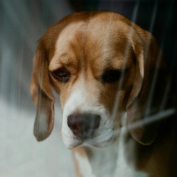 Square close-up of a beagle behind faint crate bars, looking sad and quiet.