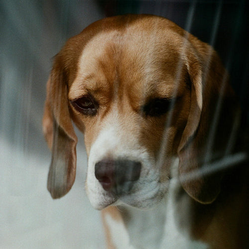Square close-up of a beagle behind faint crate bars, looking sad and quiet.