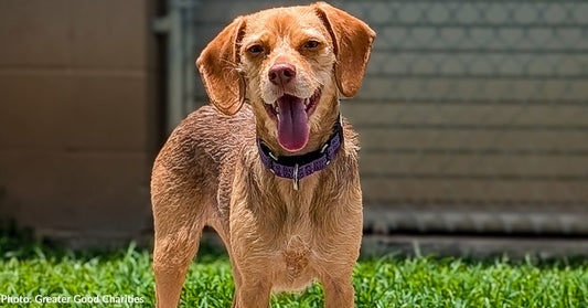 Help Fly Over 50 At-Risk Dogs at Overcrowded Shelters to Freedom