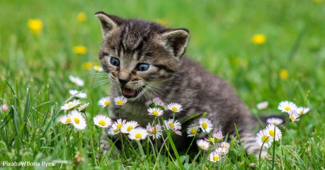 Kitten Dodges Highway Traffic For Hours Until One Driver Finally Turns Around