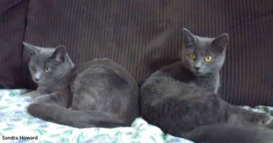 Two Kittens, Who Already Have Owners, Keep Camping Out at Family's Back Door