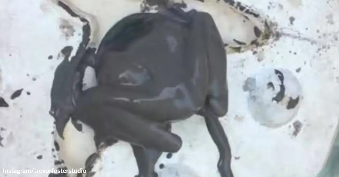 A small frog-shaped ceramic sculpture coated in glossy dark glaze, lying on its side on a kiln shelf with glaze runoff visible around its legs.