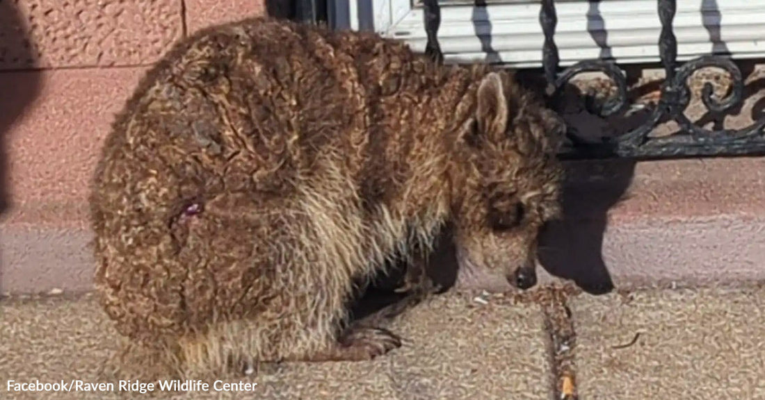 Frostbitten Raccoon Covered In Painful Mange Shell Gets Second Chance
