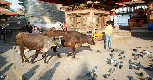 Blood-Soaked Tradition Continues as Thousands of Animals Butchered at Nepal’s Gadhimai Festival