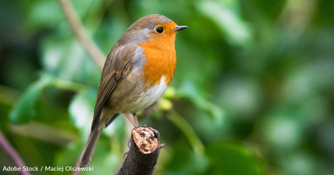 Pesticide Use May Be Contributing to Lower Songbird Populations