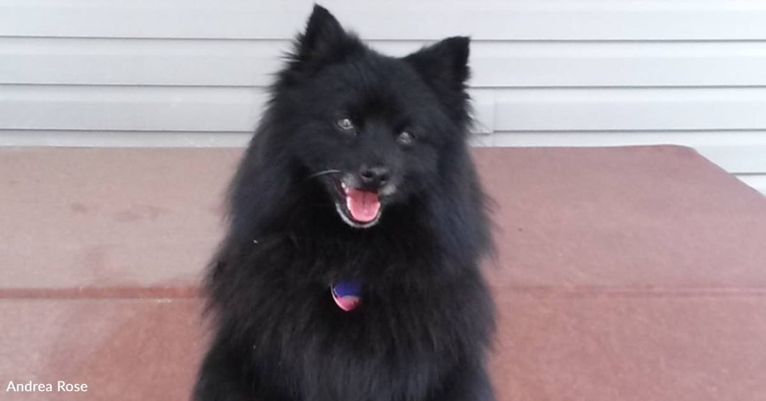 Senior Dog Found Wandering Near College Campus, No One Claims Him