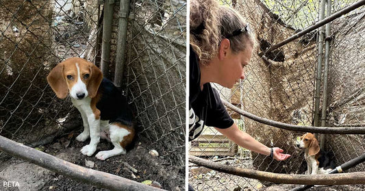 Split image showing the beagle puppy sitting in the pen beside a woman reaching out gently toward the puppy through the damaged enclosure.