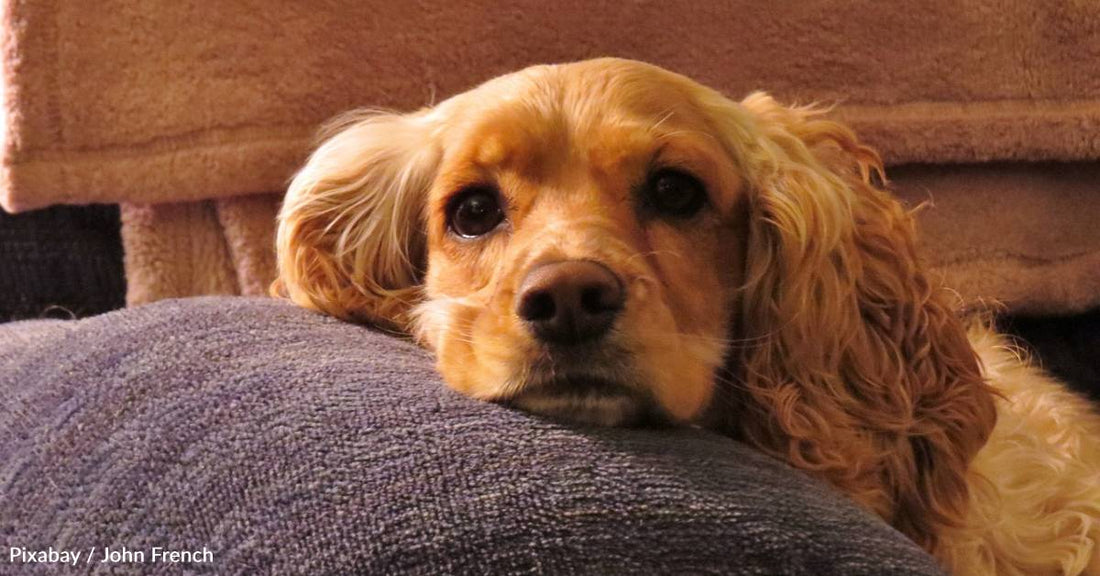 Blind, Deaf Senior Dog Was Neglected, But Now She's Safe in a New Home